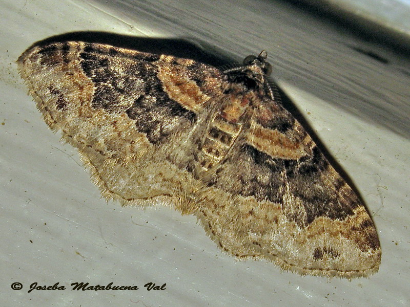 Xanthorhoe ferrugata macho - Geometridae